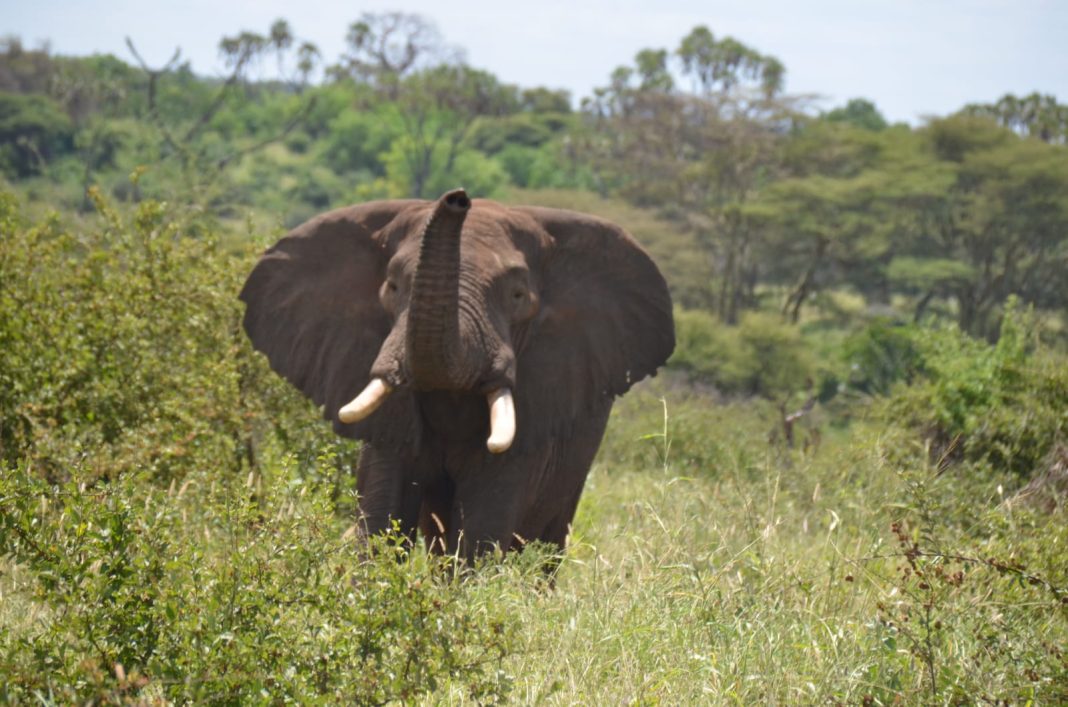 NDOVU