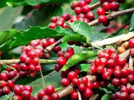 Coffee theft: Senator Kathuri wants private millers audited