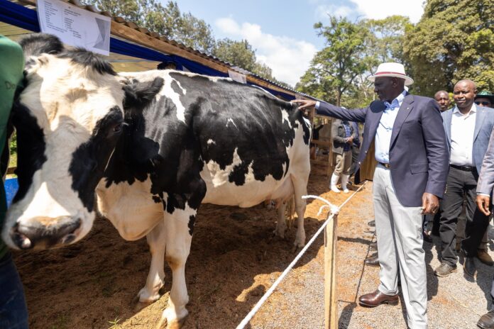 President Ruto announces reduced costs of sexed semen for dairy farmers
