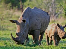 Thriving Conservation:KWS Introduces White Rhinos to Loisaba Conservancy