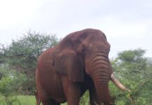 The Legendary Shujaa: A Symbol of Resilience in Meru National Park