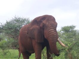 The Legendary Shujaa: A Symbol of Resilience in Meru National Park