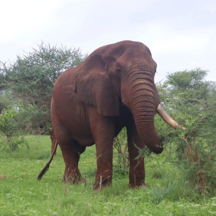 The Legendary Shujaa: A Symbol of Resilience in Meru National Park