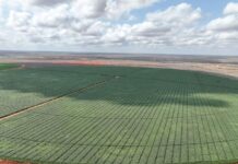 First Maize Harvest at Galana Kulalu Marks New Hope for Kenya’s Food Security