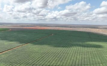 First Maize Harvest at Galana Kulalu Marks New Hope for Kenya’s Food Security