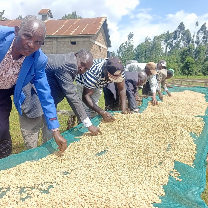 Uproar as Kigucwa Coffee Farmers Lose Macadamia Worth Millions of Shillings