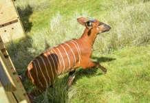 Mt Kenya Forest to host second Mountain Bongo refuge, in Nyeri