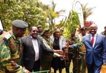 Kenyans urged to grow Bamboo, tap into its many benefits