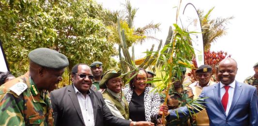 Kenyans urged to grow Bamboo, tap into its many benefits