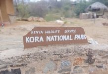 Camels Invading Kora National Park: A Growing Conservation Challenge in Kenya