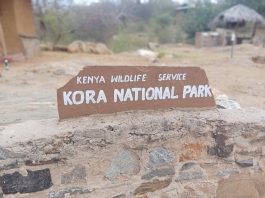 Camels Invading Kora National Park: A Growing Conservation Challenge in Kenya