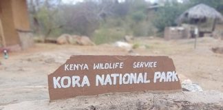 Camels Invading Kora National Park: A Growing Conservation Challenge in Kenya