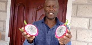 How a visit to China helped Engineer turn dusty, rocky fields into Dragon Fruit Farm