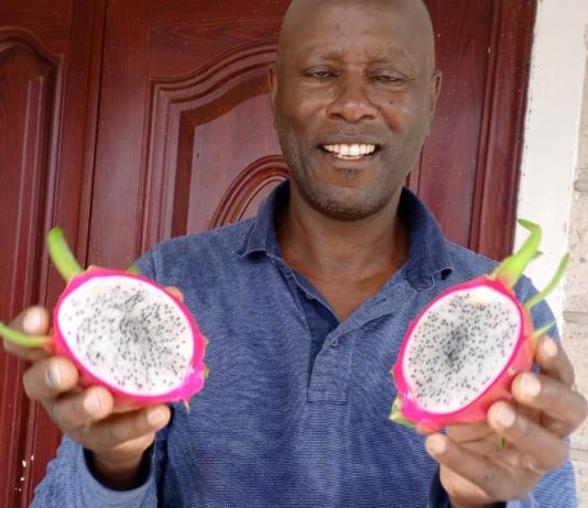 How a visit to China helped Engineer turn dusty, rocky fields into Dragon Fruit Farm