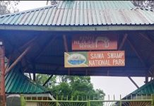 Saiwa Swamp National Park: Kenya’s Hidden Gem in Kitale