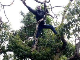 Holy Miraa Mass Postponed as Farmers Seek Solutions to Market Woes