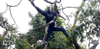 Holy Miraa Mass Postponed as Farmers Seek Solutions to Market Woes